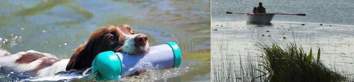 Spaniel valp